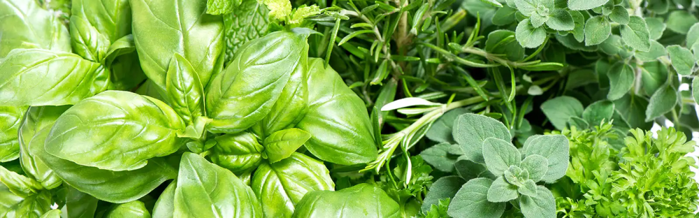 Фото Базилик и мята